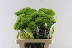 Dianthus Barb Kiwi Mellow 60cm
