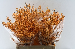 Ilex Verticillata Golden Verboom 60cm