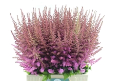 Astilbe Maggie Daley 65cm