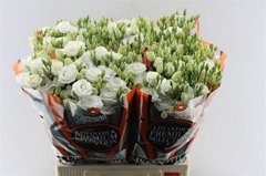 Eustoma Double Rosita White 70cm