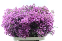 Chamelaucium Ariel 80cm 75gr.