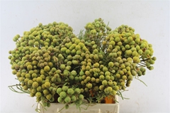 Berzelia Abrotanoides 40cm