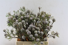 Leucadendron Galpinii 40cm