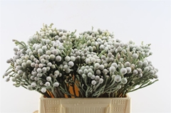 Brunia Laevis 40cm