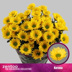 Chrysanth Spray Korona 65cm 70gr.