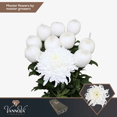 Chrysanth Single Tutu 70cm 120gr.