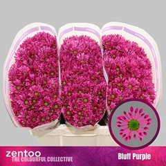 Chrysanth Santini Aaa Bluf Purple 55cm 40gr.
