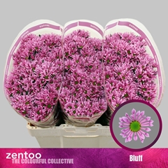 Chrysanth Santini Bluff 55cm 40gr.