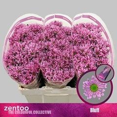 Chrysanth Santini Bluff 55cm 40gr.