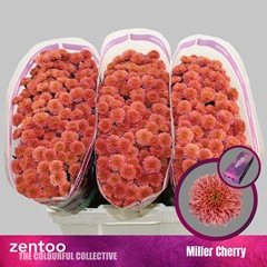 Chrysanth Miller Cherry Red 55cm 40gr.