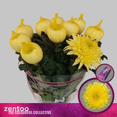 Chrysanth Single Magnum Yellow 70cm 115gr.