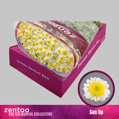 Chrysanth Santini Sun Up 55cm 48gr.