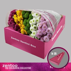 Chrysanth Santini Pompon Mix Per Bunch 55cm 48gr.
