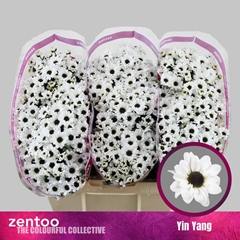 Chrysanth Santini Yin Yang 55cm 48gr.