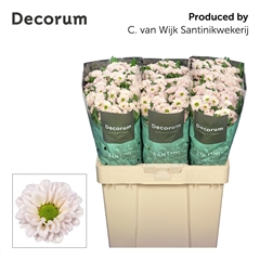 Chrysanth Santini Fabiani Pearl 55cm 44gr.