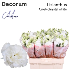 Eustoma Double Celeb Chrystal 60cm