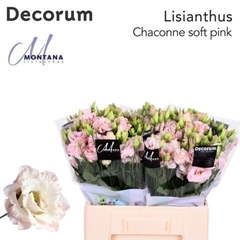 Eustoma Double Chaconne Soft Pink 60cm
