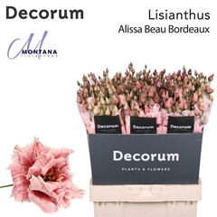Eustoma Double Painted Alissa Beau Bordeaux 70cm