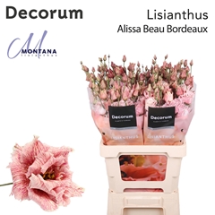 Eustoma Double Painted Alissa Beau Bordeaux 70cm