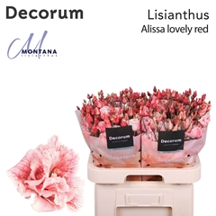 Eustoma Double Painted Lovely Red 70cm