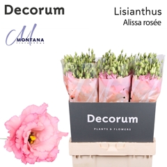 Eustoma Double Alissa Rose Pink 70cm