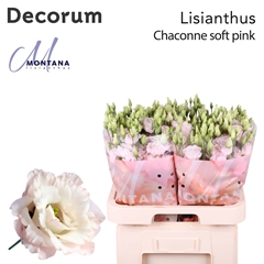 Eustoma Double Chaconne Soft Pink 70cm