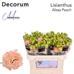 Eustoma Double Alissa Peach 70cm