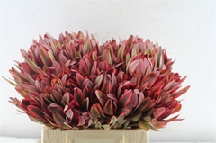 Leucadendron Jester 40cm