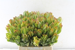 Leucadendron Laurel Yellow 40cm