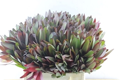 Leucadendron Safari Sunset 40cm