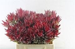 Leucadendron Salignum Blush 40cm
