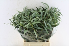 Eucalyptus Nicholii Per Bunch 50cm 150gr.