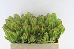 Leucadendron Laurel Yellow 50cm