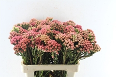 Brunia Laevis Red 60cm
