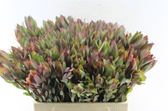 Leucadendron Senorita 60cm