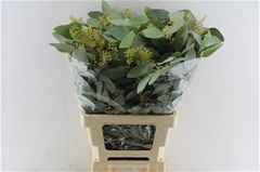 Eucalyptus Populus Berry Per Bunch 70cm 300gr.