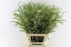 Grevillea Ivanhoe Bronze 70cm