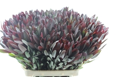 Leucadendron Safari Sunset 80cm