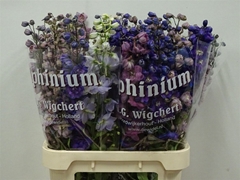 Delphinium Double Mix 90cm