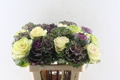 Brassica Mix 60cm