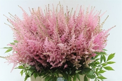 Astilbe Erika 65cm