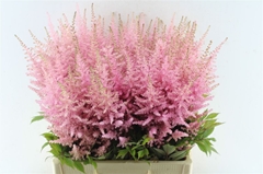 Astilbe Erika 70cm