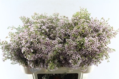 Chamelaucium Michal 70cm 60gr.