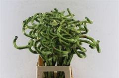 Dracaena Lucky Bamboo 70cm Spiral