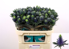 Eryngium Supernova Questar 70cm