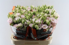Eustoma Double Lisanne Soft Pink 70cm
