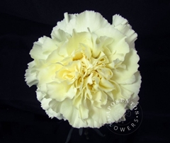 Dianthus Single Rodas Cream 65cm