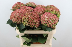 Hydrangea Revolution Classic 75cm 16-18cm Hd