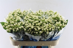 Hypericum Coco Uno 70cm