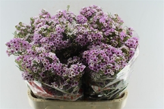 Chamelaucium Giselle 80cm 70gr.